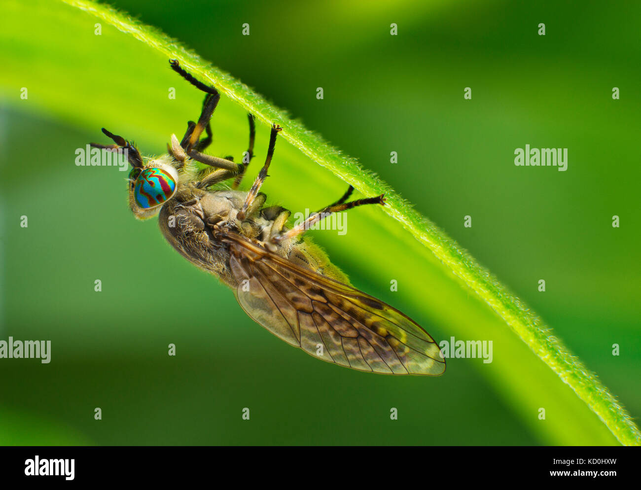 Kerbe horned cleg -Fotos und -Bildmaterial in hoher Auflösung – Alamy