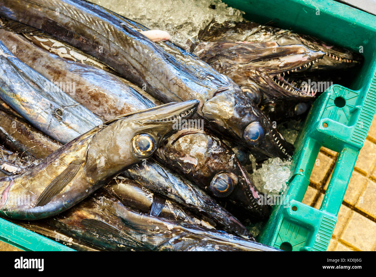 Schwarzer Degenfisch (aphanopus Carbo). Stockfoto