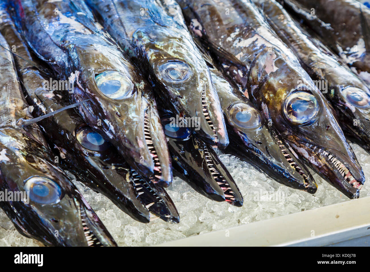 Schwarzer Degenfisch (aphanopus Carbo). Stockfoto