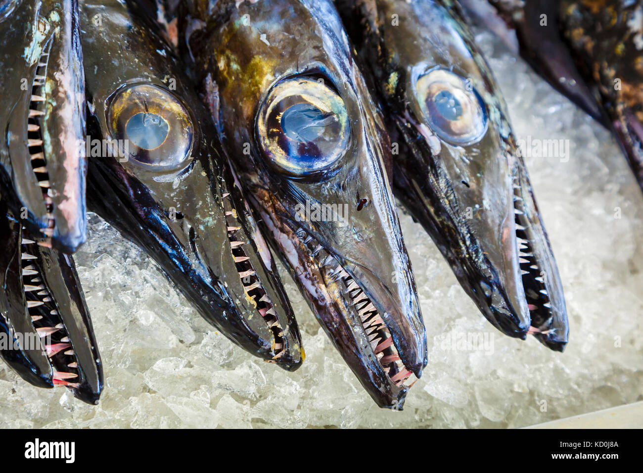 Schwarzer Degenfisch (aphanopus Carbo). Stockfoto