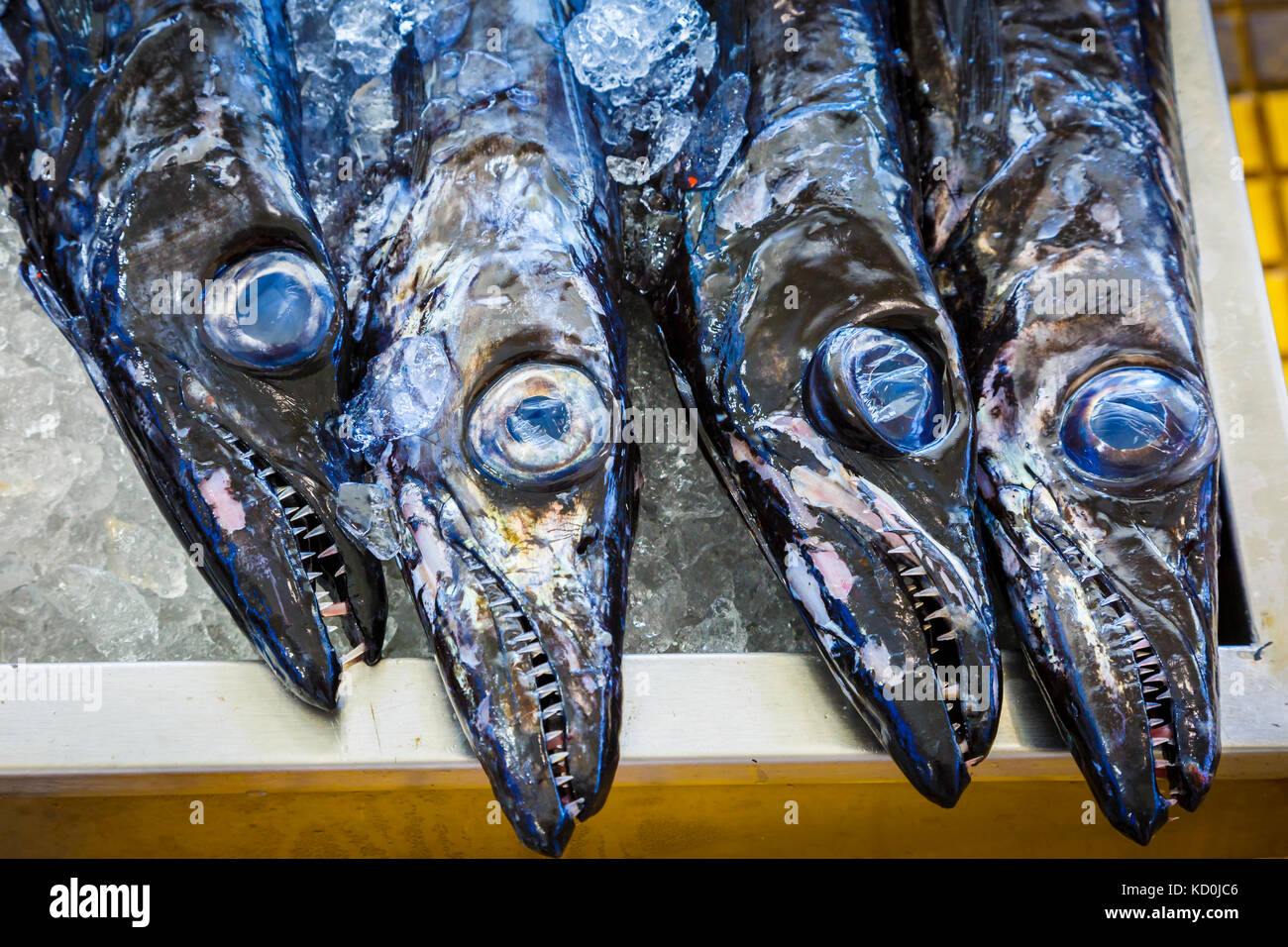 Schwarzer Degenfisch (aphanopus Carbo). Stockfoto