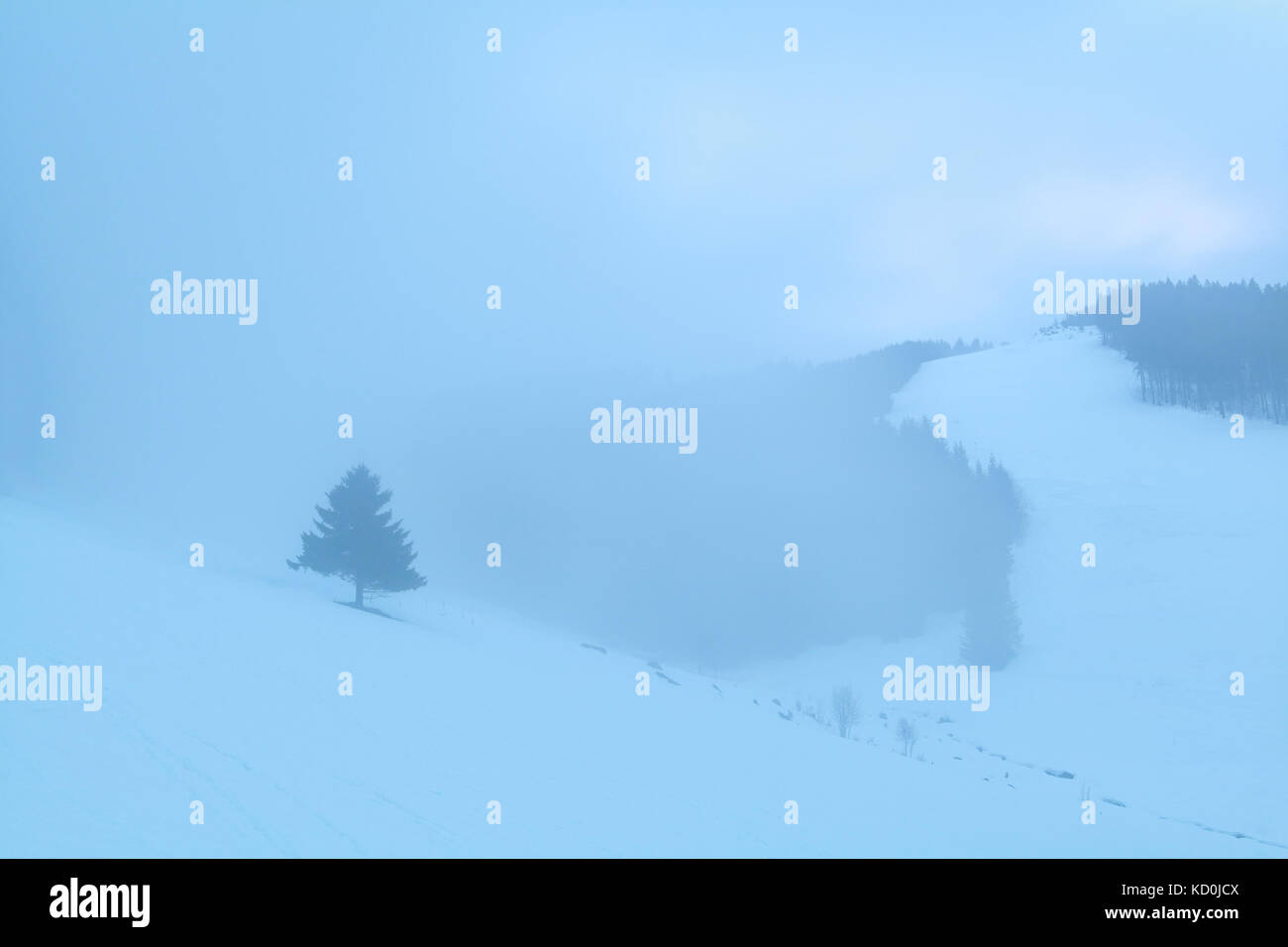 Baum im verschneiten nebligen Berge Fichte Stockfoto