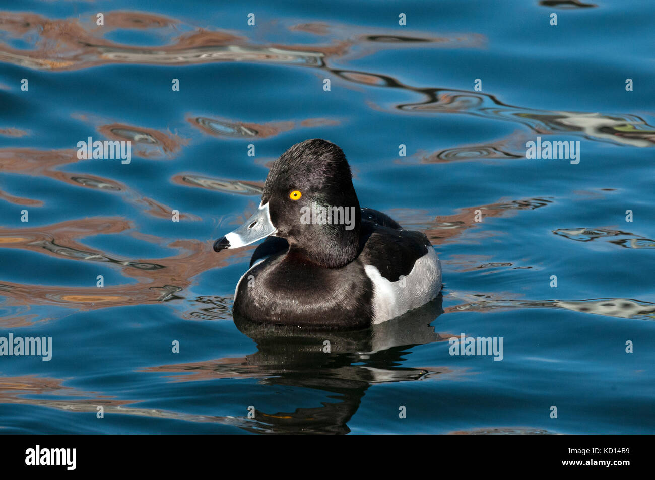 Nahaufnahme der männlichen Ring-necked duck (Aythya collaris), Gilbert Wasser Ranch, Phoenix, AZ, Birding Bereich Stockfoto