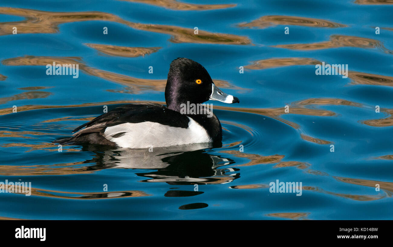 Nahaufnahme der männlichen Ring-necked duck (Aythya collaris), Gilbert Wasser Ranch, Phoenix, AZ, Birding Bereich Stockfoto