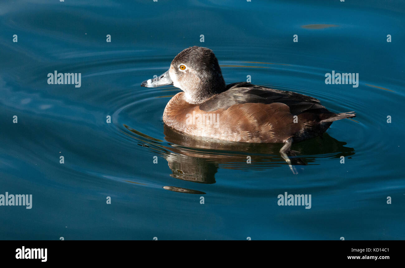 In der Nähe der weiblichen Ring-necked duck (Aythya collaris), Gilbert Wasser Ranch, Phoenix, AZ, Birding Bereich Stockfoto
