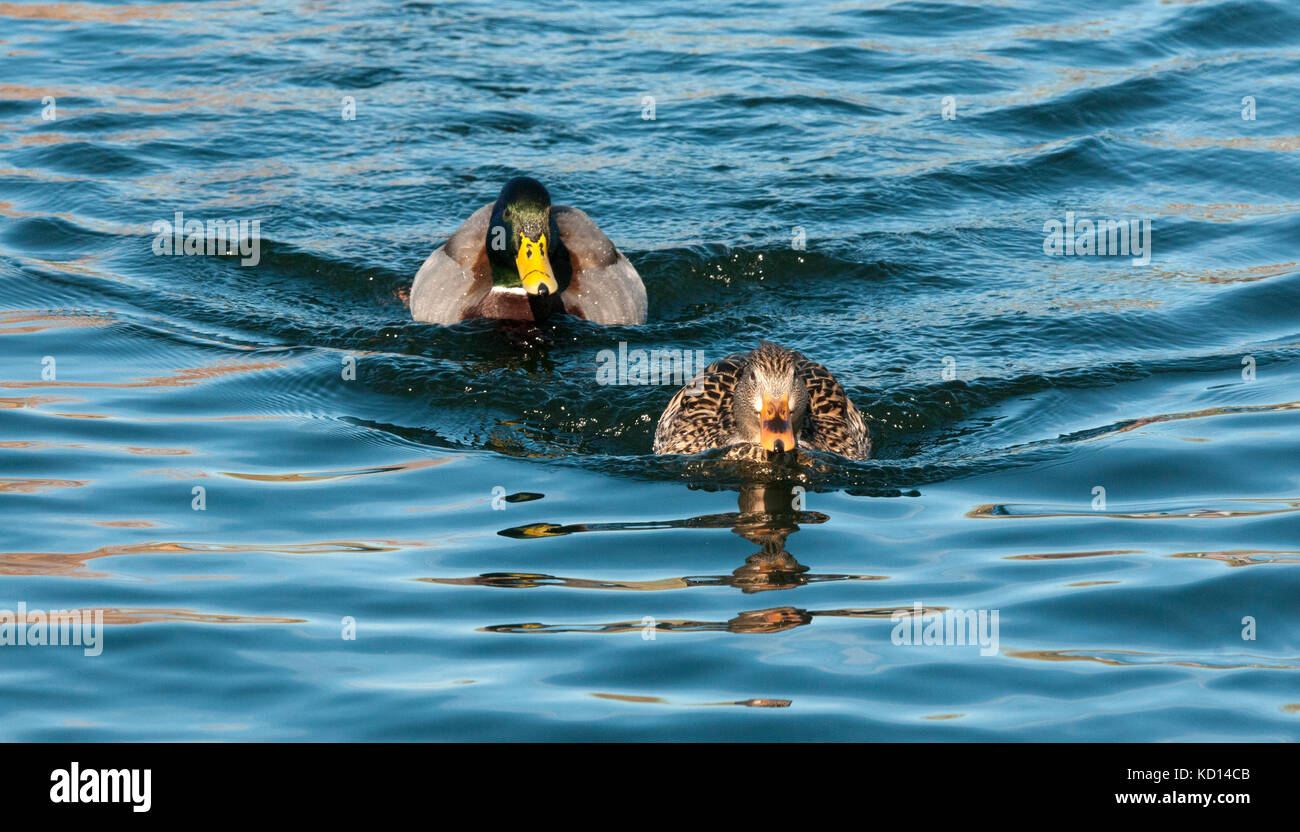 Männliche und weibliche Stockente (Anas platyrhynchos), Gilbert Wasser Ranch, Phoenix, AZ, birding Spot Stockfoto