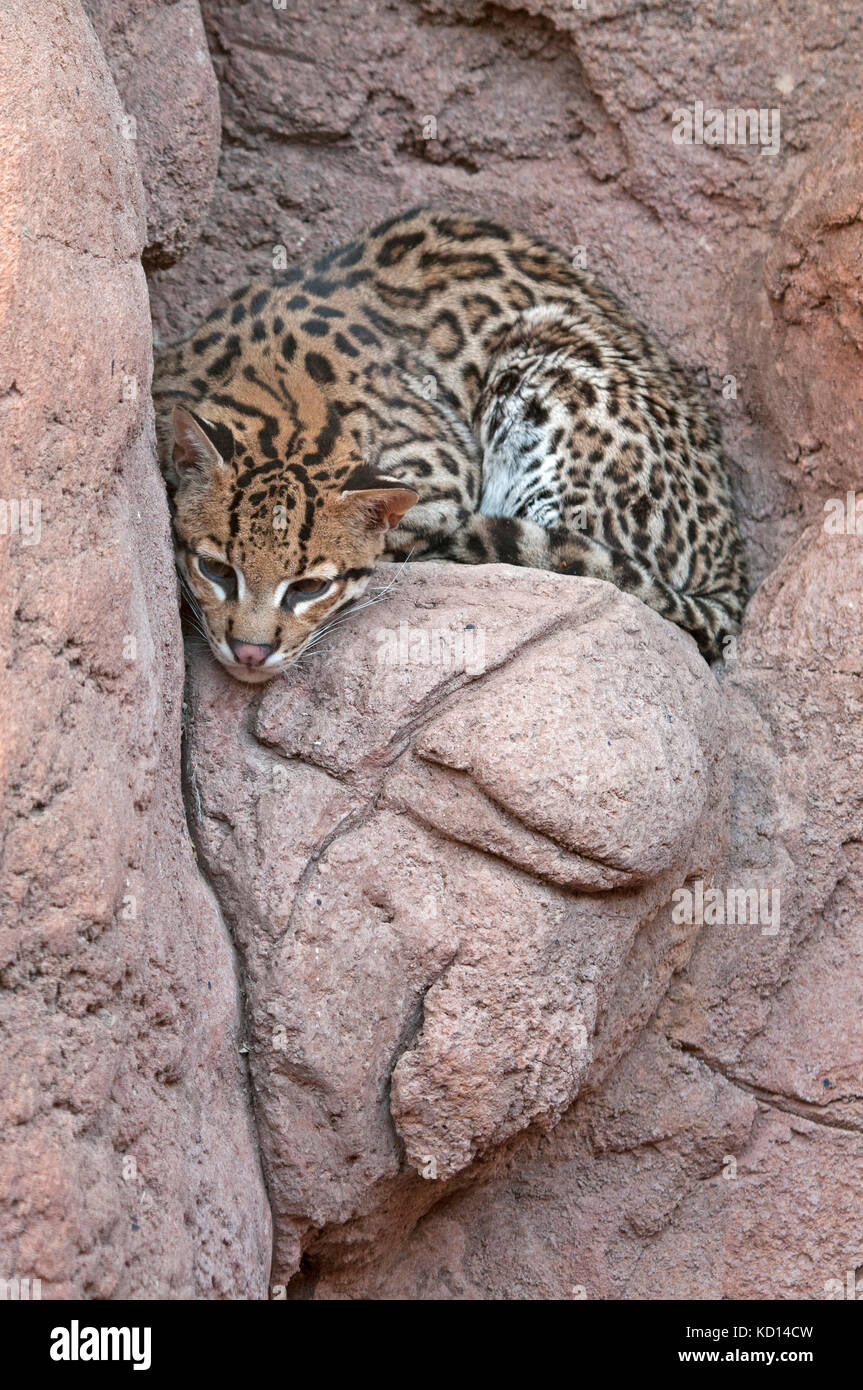 Ozelot (Leopardus pardalis), im Gehäuse an der Arizona Sonora Desert Museum, Tucson, AZ Stockfoto
