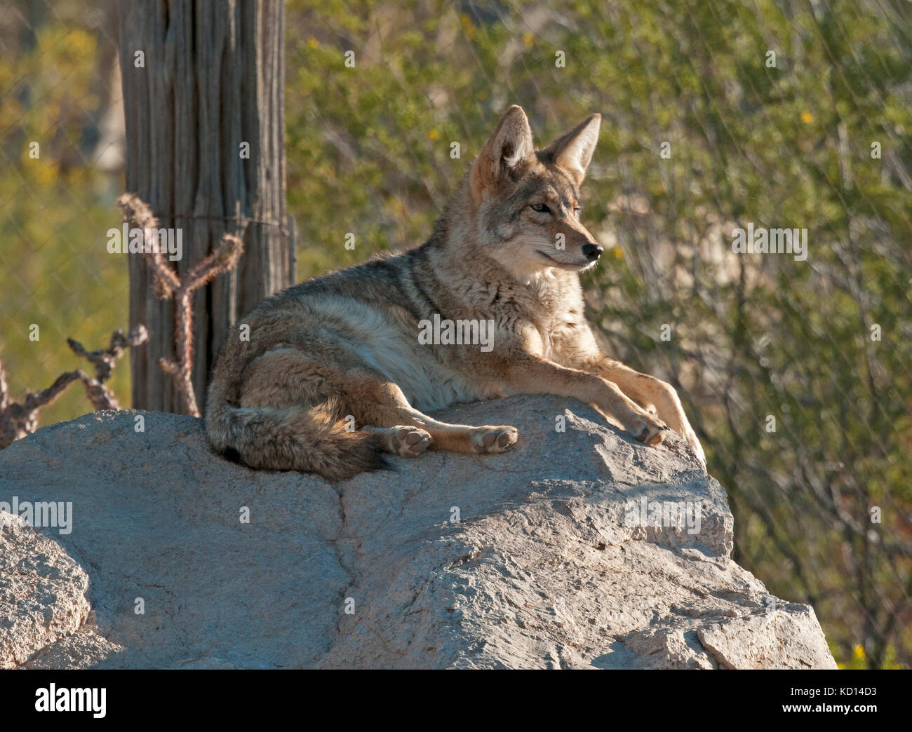 Kojote (Canis yogiebeer), ruht aber Warnung in der Arizona Sonora Desert Museum, Tucson, AZ Stockfoto