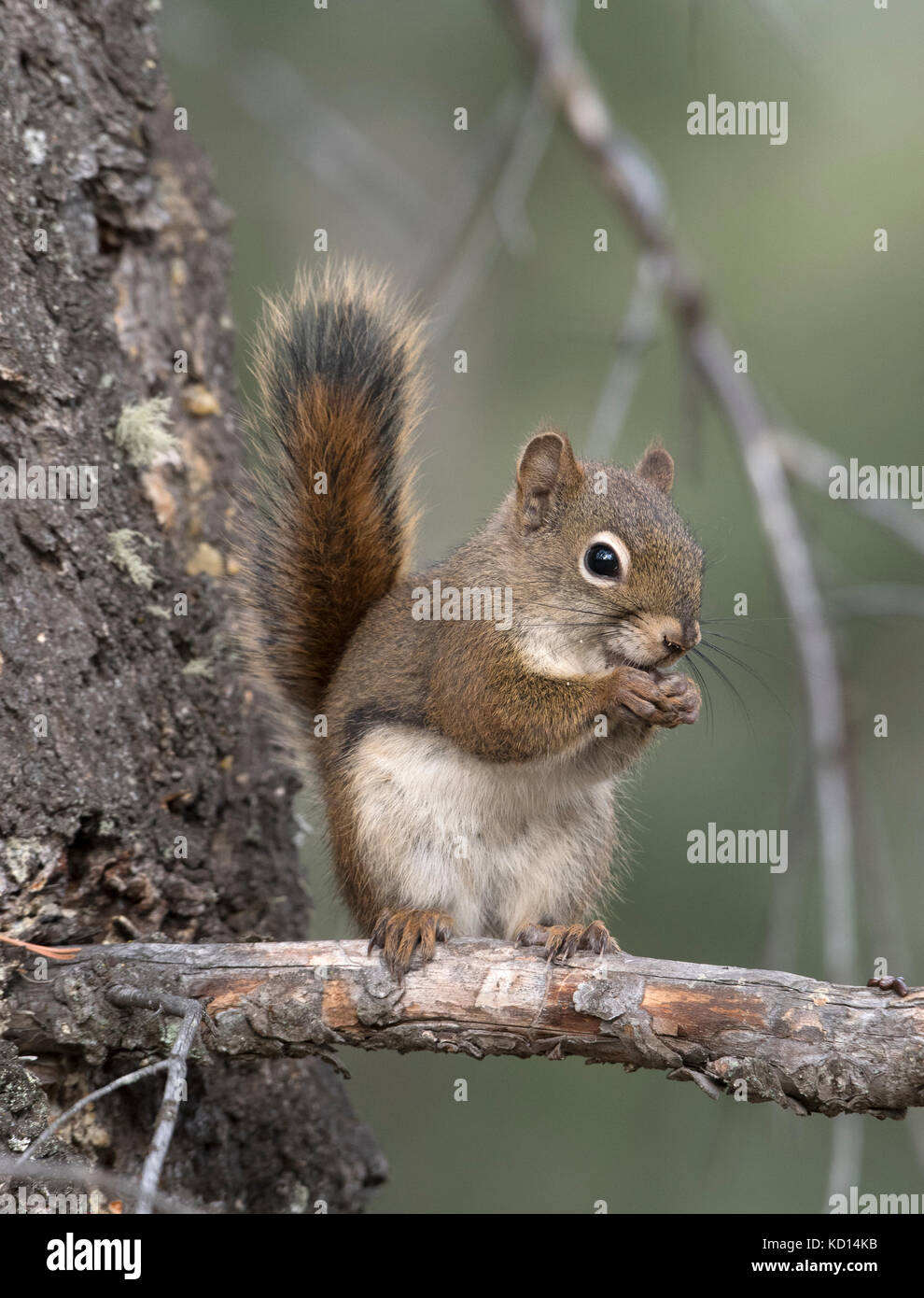 Eichhörnchen auf Zweig auf Viewer. (Tamiasciurus hudsonicus). Alberta, Kanada. Stockfoto