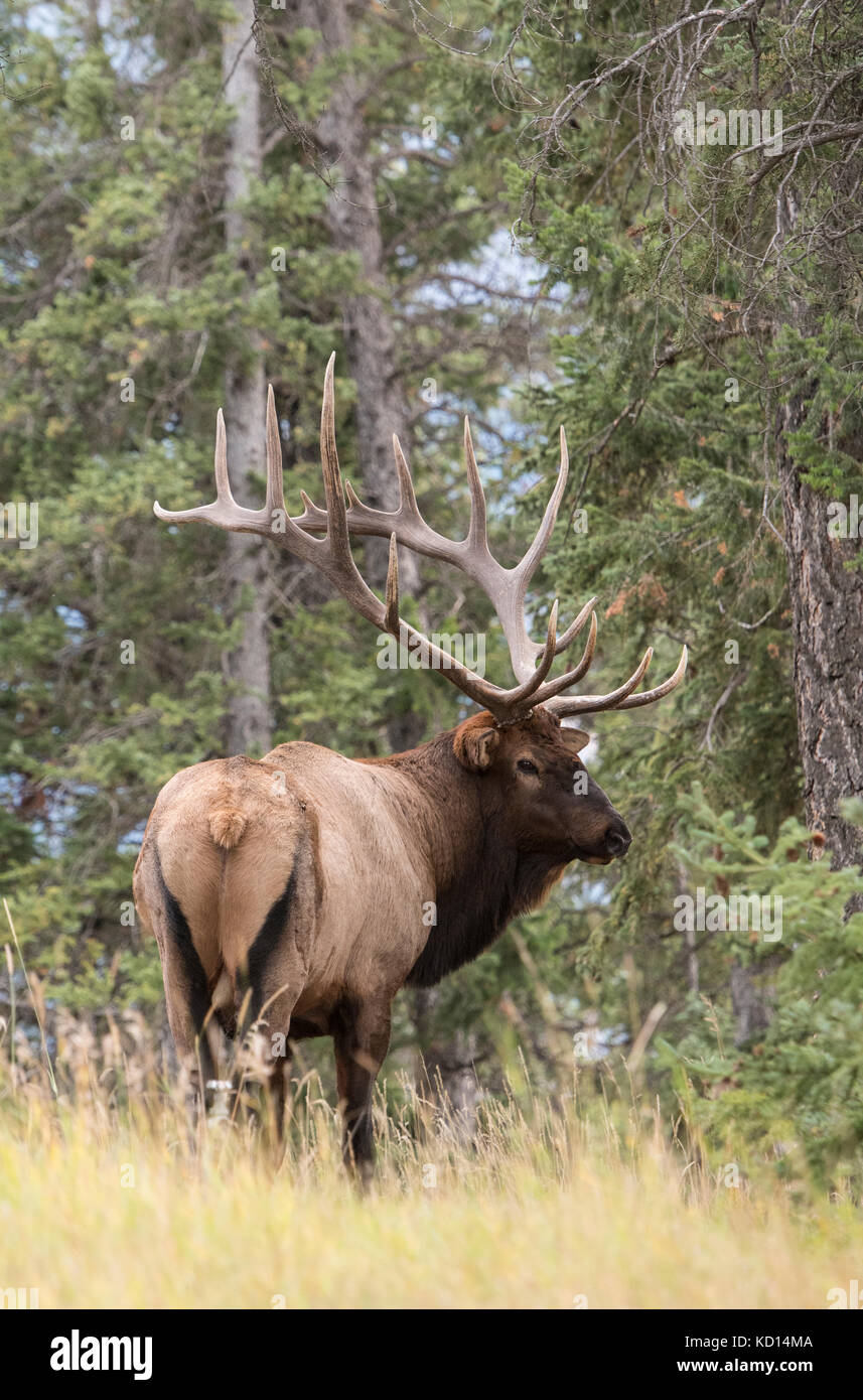 Stier (männlich) Elch, Wapiti (Cervus canadensis), Jasper National Park, Alberta, Kanada Stockfoto