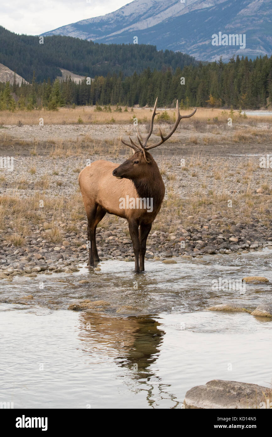 Stier (männlich) Elch, Wapiti (Cervus canadensis), Jasper National Park, Alberta, Kanada, entlang der Athabasca River Stockfoto