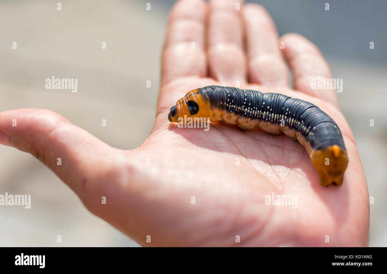 Nahaufnahme der Hand mit einem daphnis nerii Pre pupal Stadium