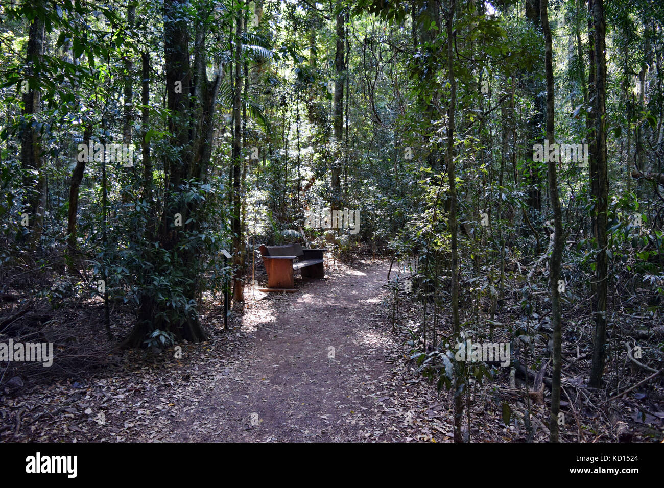 Park benche im australischen Regenwald, Sunshine Coast, Queensland, Australien Stockfoto