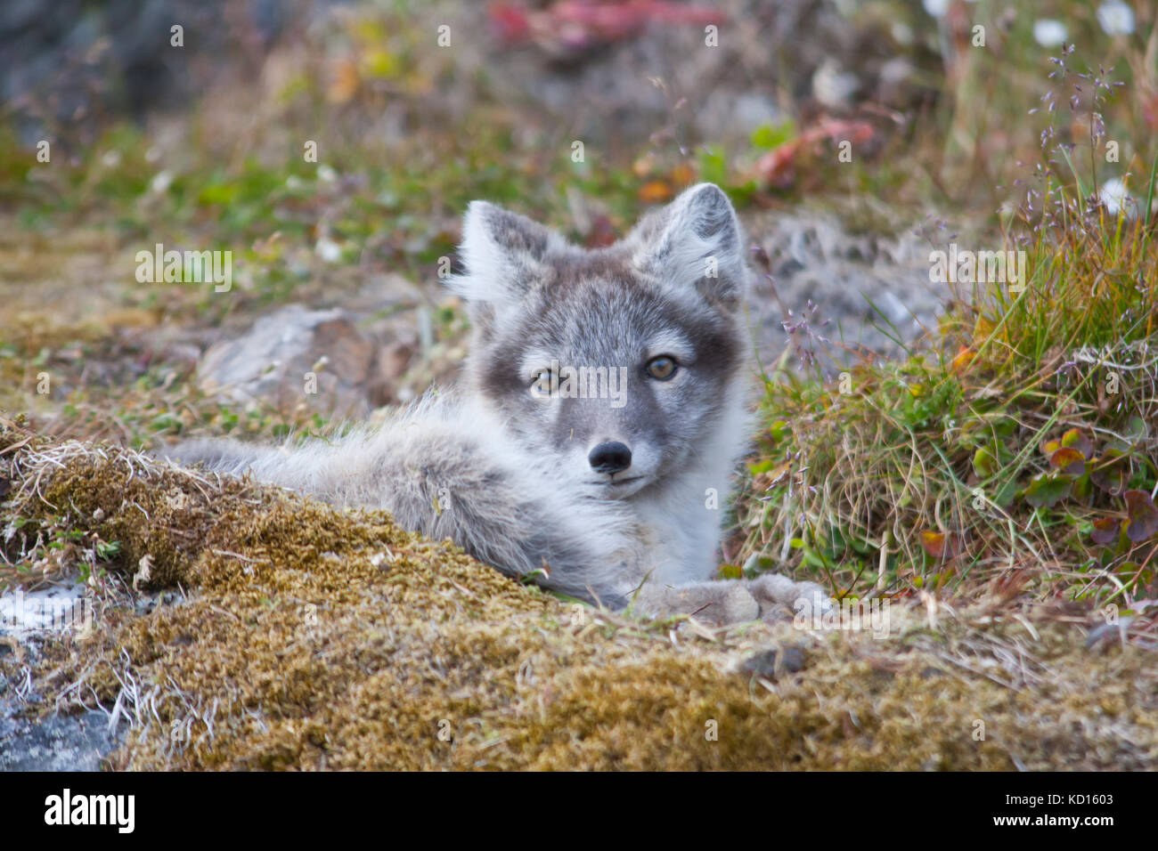 Arctic Fuchs (Vulpes lagopus) Stockfoto