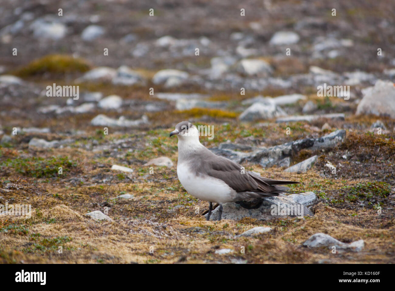 Parasitäre Jaeger (Eulen parasiticus), auch bekannt als Die schmarotzerraubmöwe oder parasitäre Skua Stockfoto