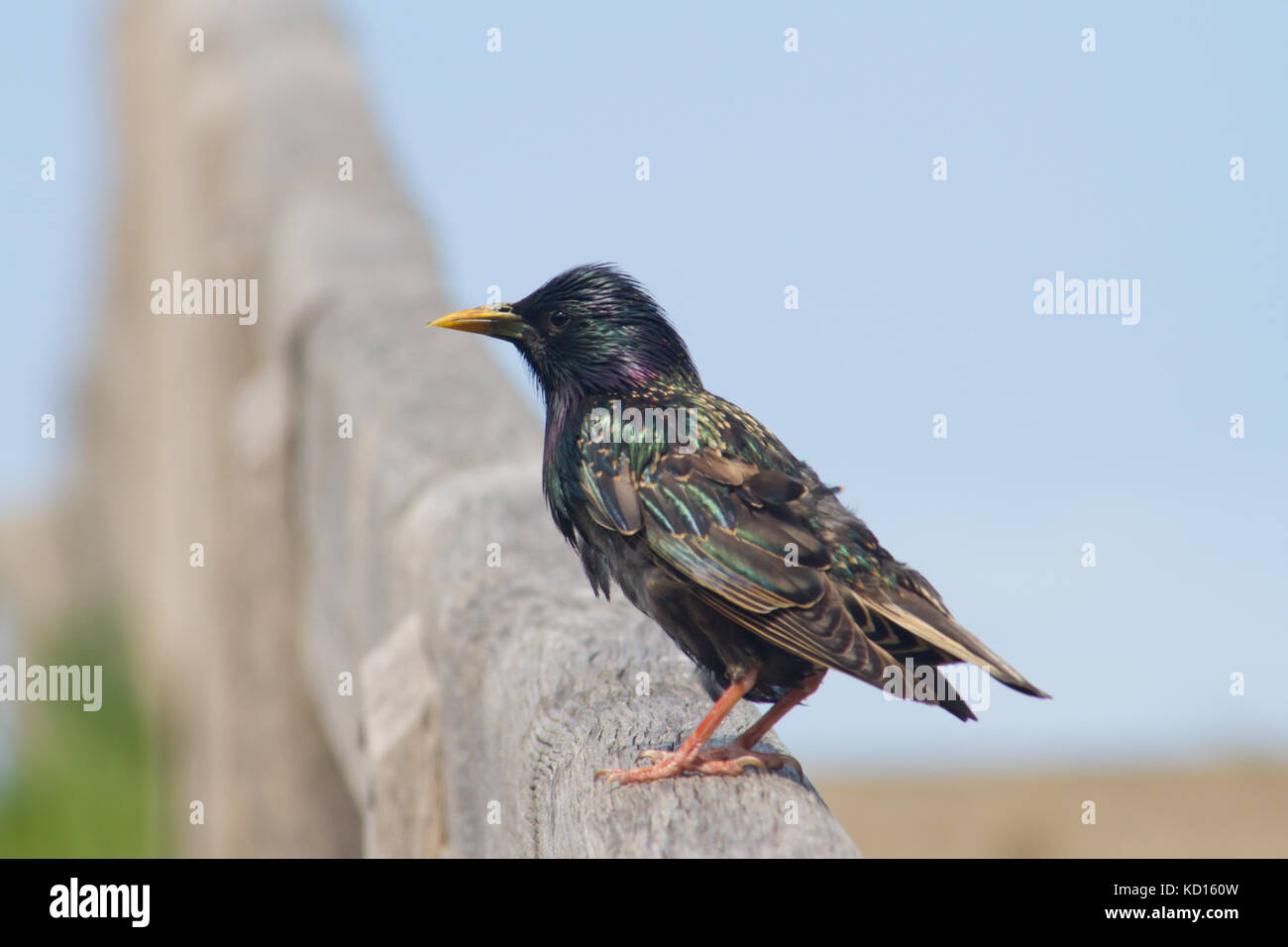 Common starling oder europäischen Star (Sturnus vulgaris) hocken auf einem Zaun Stockfoto