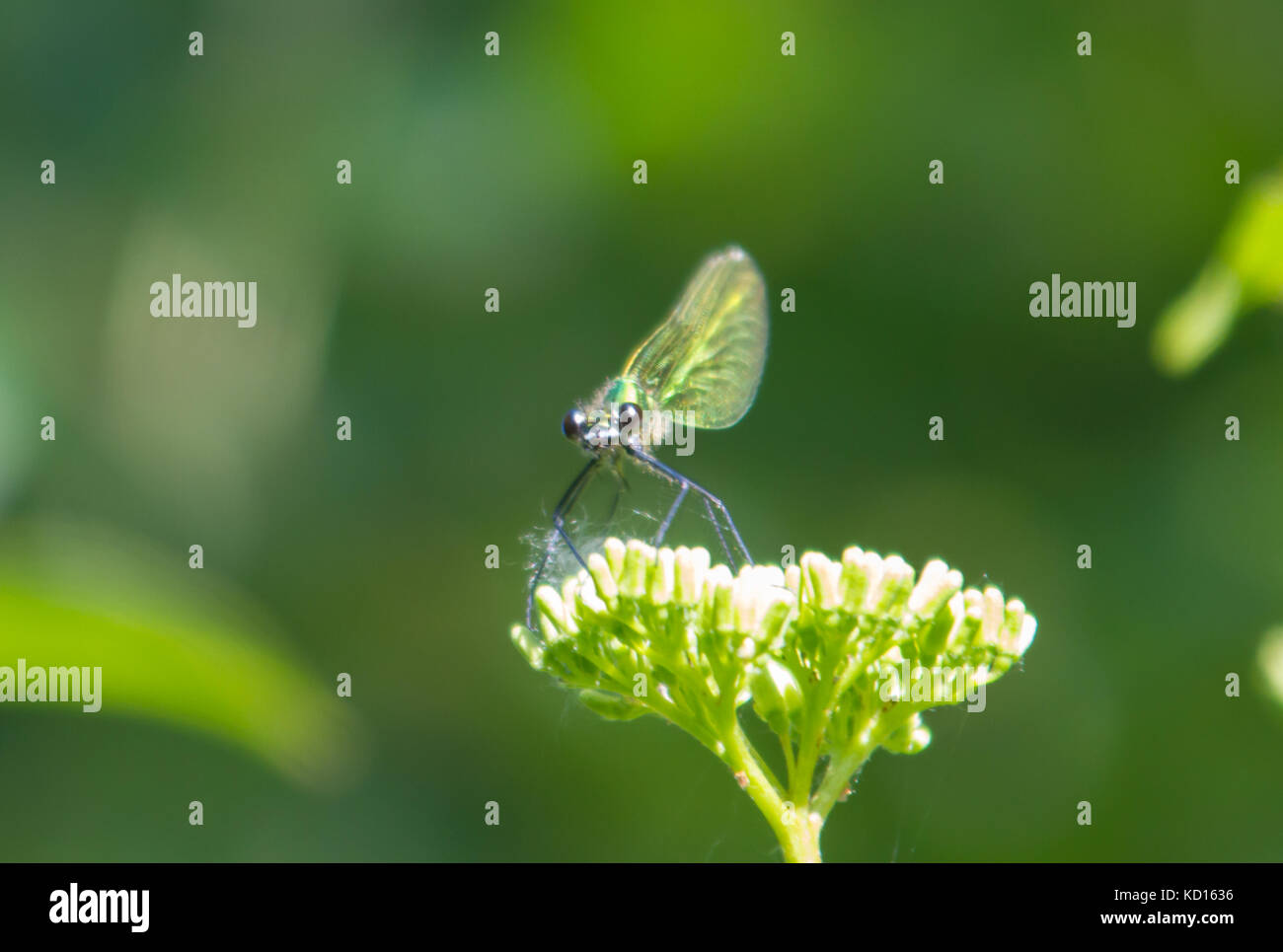 Weibchen gebänderte Demoiselle (Calopteryx splendens) Stockfoto