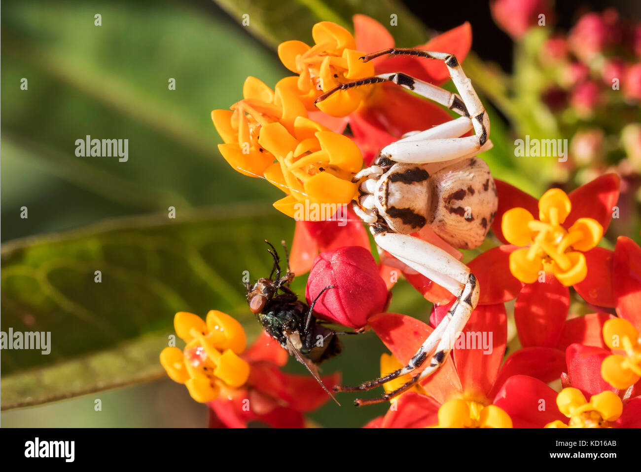 Crab spider fängt Fliegen, packt sie und sticht dann isst Stockfoto