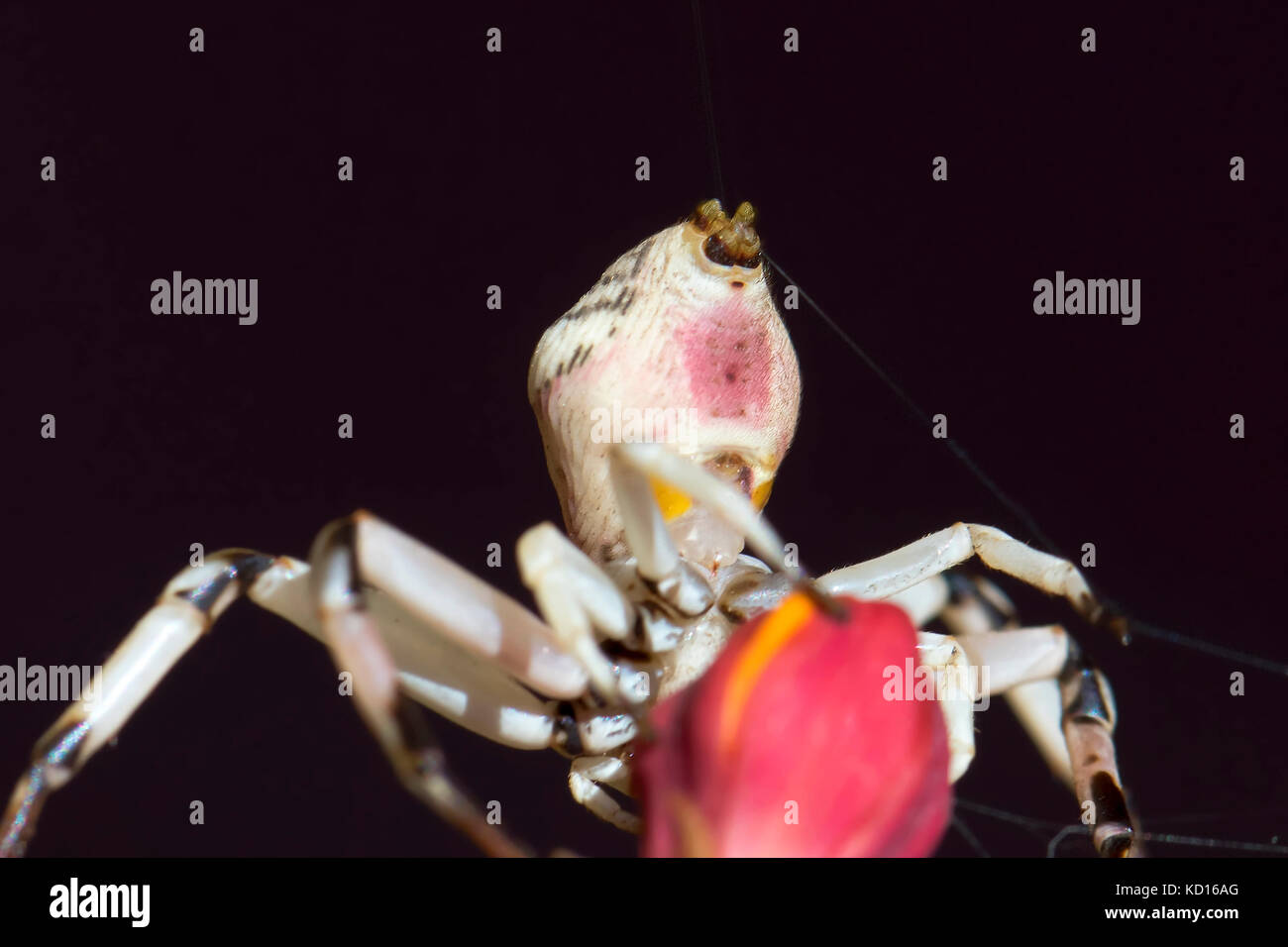 Crab spider machen Web in Wind- und fangen an zu blasen und für Reisen an. Stockfoto