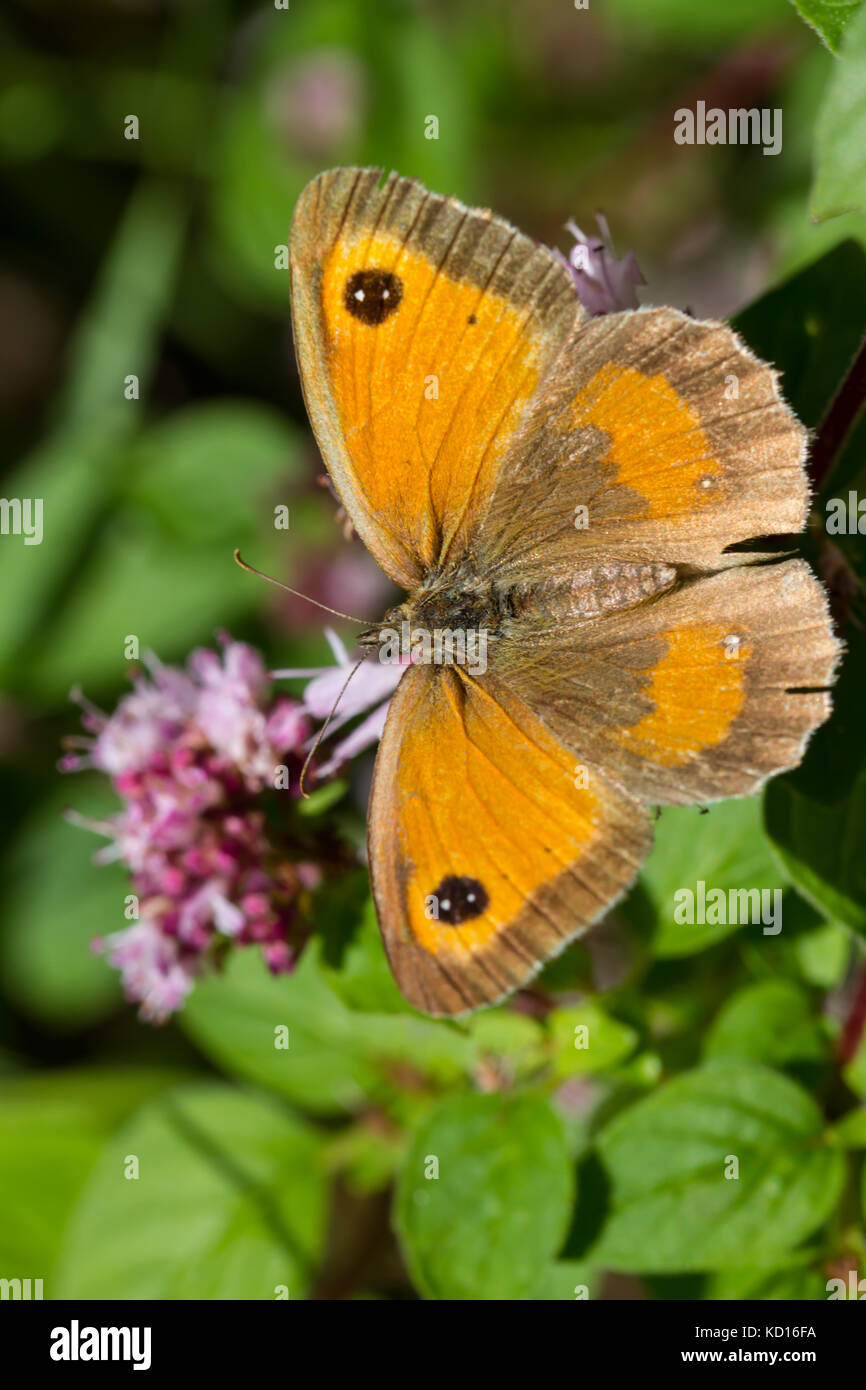 Gatekeeper Butterfly nectaring Stockfoto