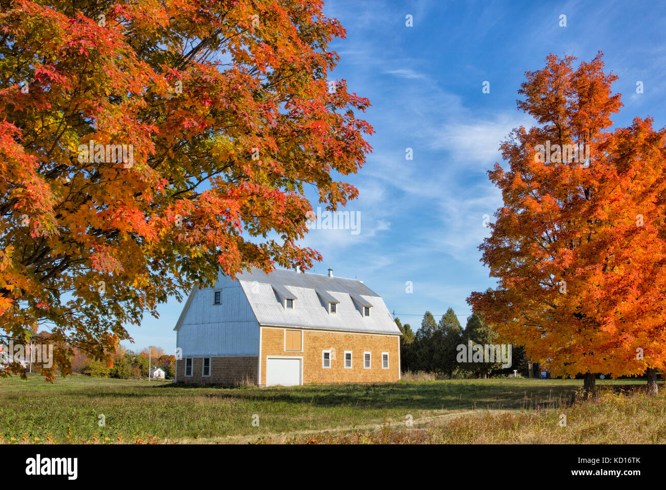 Ahorn und Scheune, Ärzte Hill, Gagetown, New Brunswick, Kanada Stockfoto