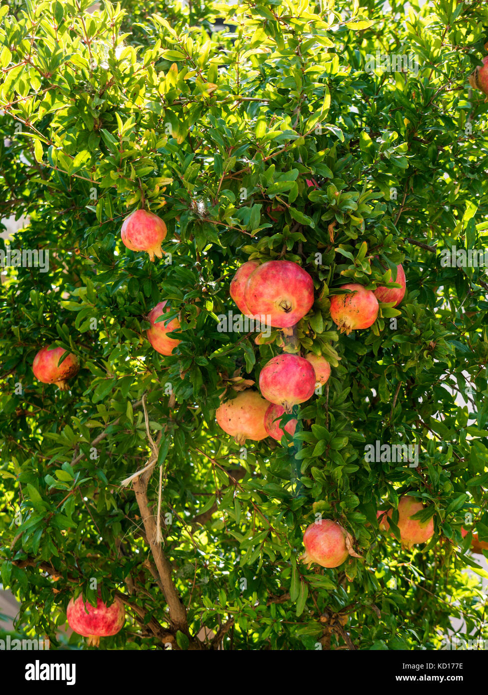 Granatapfel Baum im Garten der Villa in kerkyra auf der griechischen
