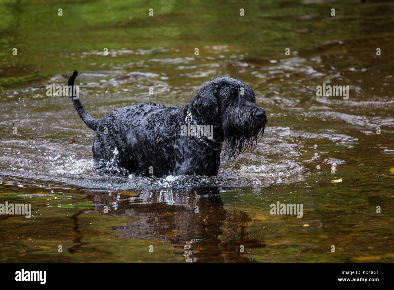 Grosse nasse schwarze Zwergschnauzer Hund, in den Fluß Stockfoto