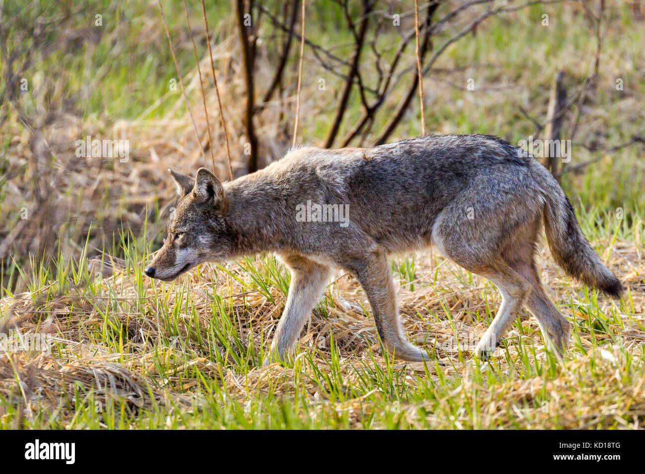 Östlichen Kojote (Canis yogiebeer var.), Killarney Provincial Park, Ontario, Kanada Stockfoto