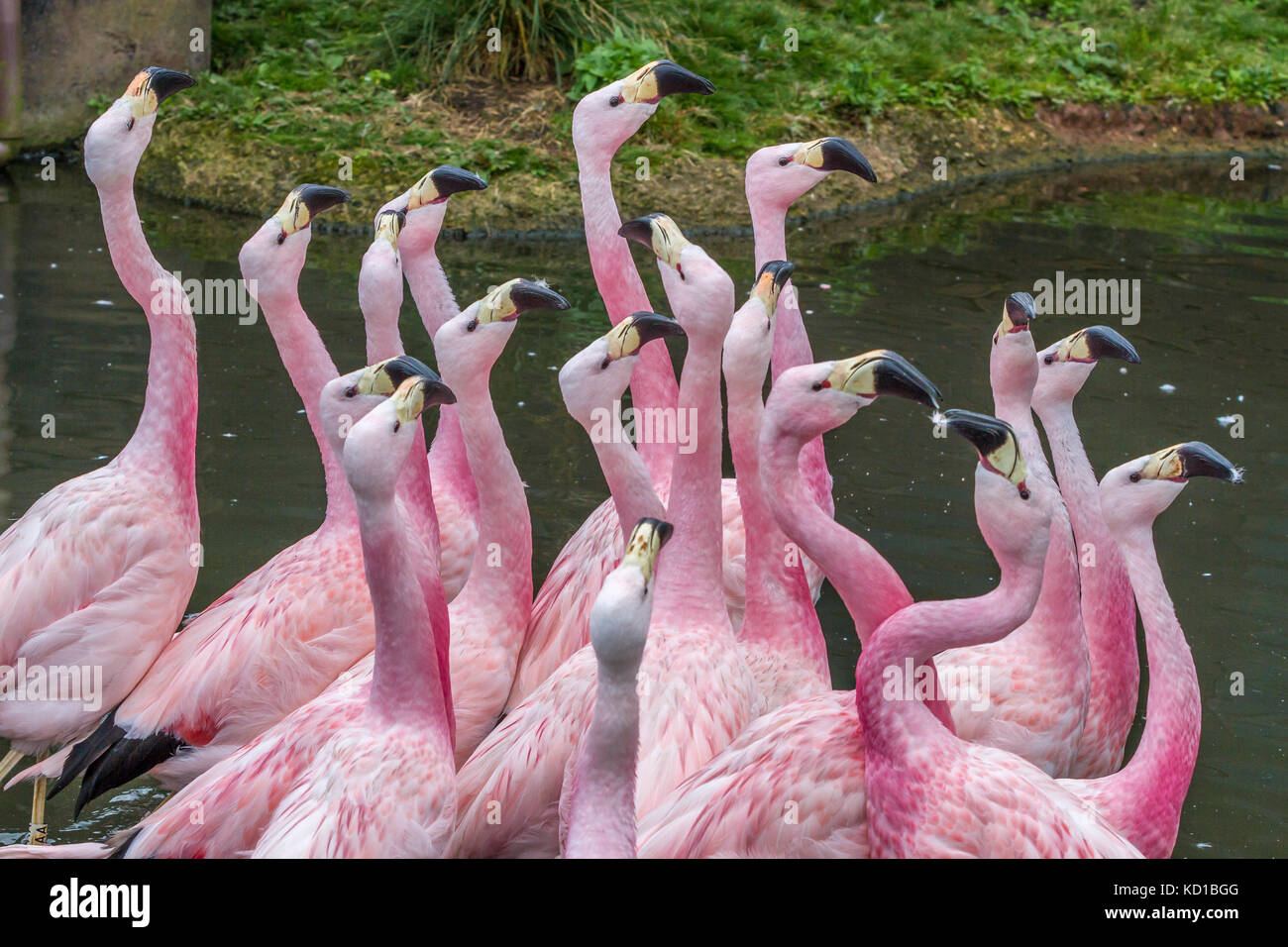 Andengemeinschaft Flamingos in Slimbridge Stockfoto
