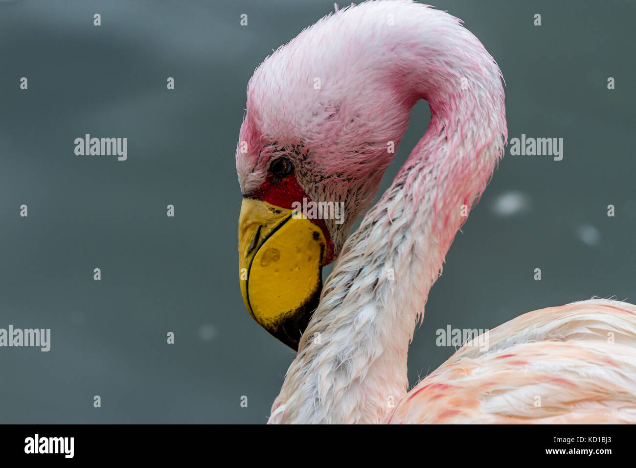 Jamess Flamingo an Slimbridge Stockfoto