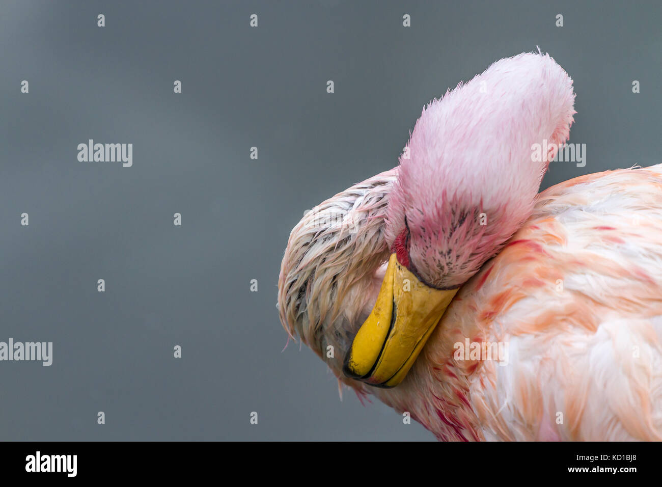 Jamess Flamingo an Slimbridge Stockfoto
