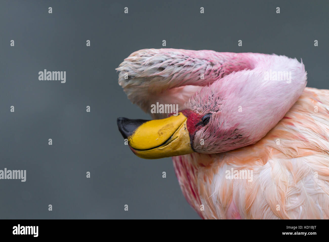Jamess Flamingo an Slimbridge Stockfoto