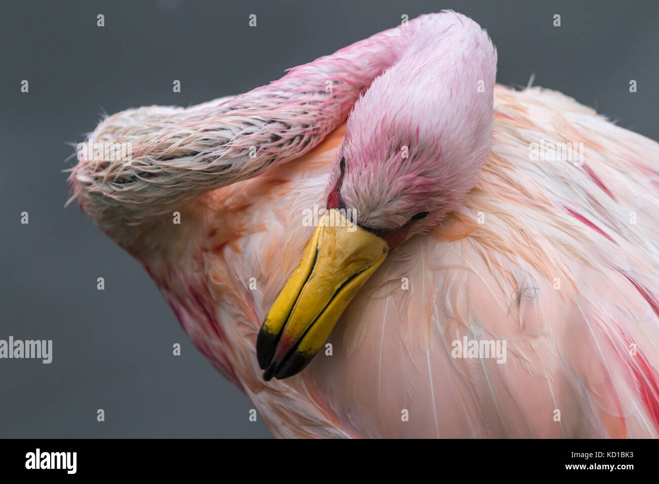Jamess Flamingo an Slimbridge Stockfoto