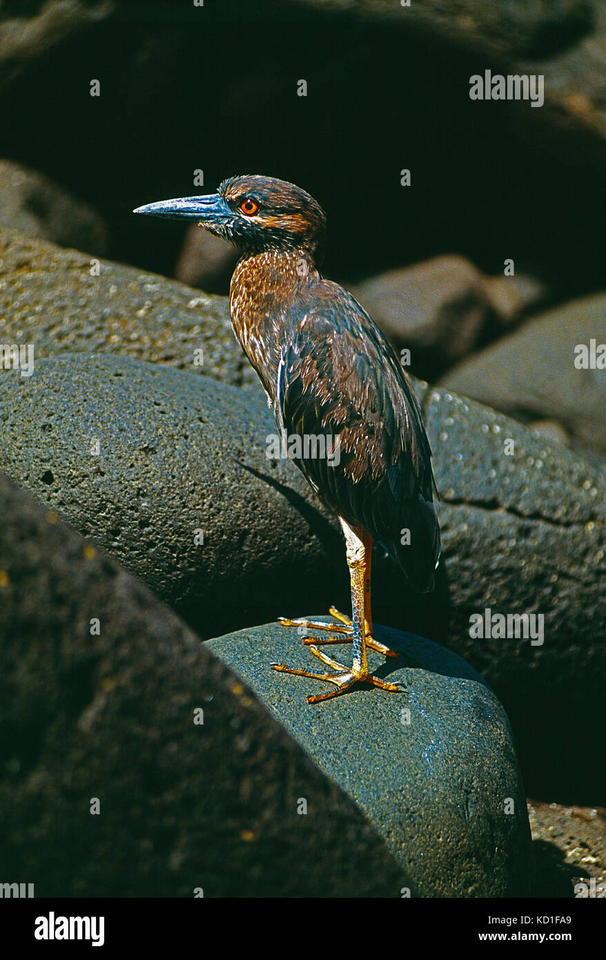Galapagos Inseln. Tierwelt. Juvenile Gelb - gekrönte Night Heron. Stockfoto