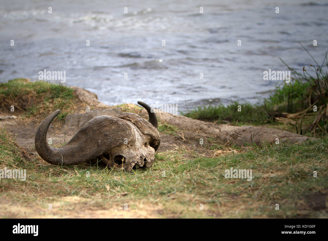 Bisonschädel in Safari Tansania Stockfoto