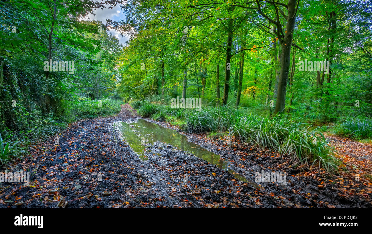 Matschigen Waldweg im Herbst Stockfoto
