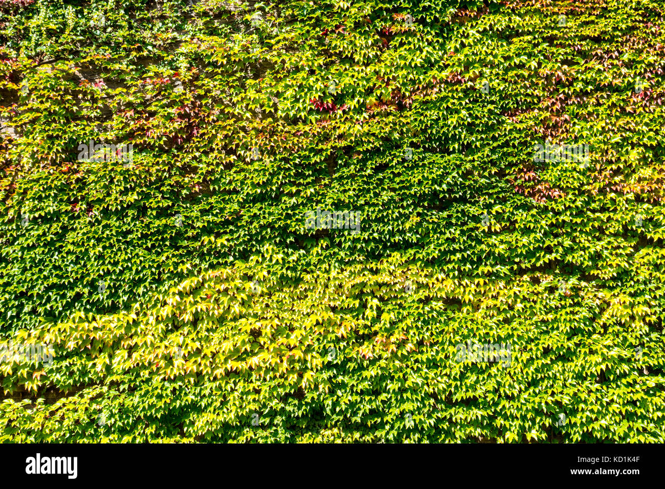 Boston Efeu (parthenocissus Tricuspidata) Gebäude, Churchill College, Universität Cambridge, UK Stockfoto