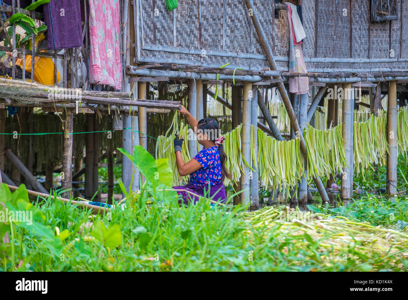 Intha Frau auf dem schwimmenden Garten in Inle Lake Myanmar arbeiten Stockfoto