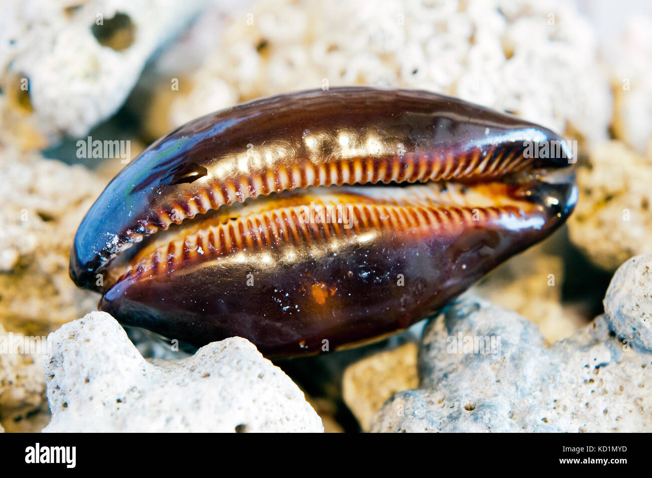 Cowrie Seashell, ambatoloaka, Nosy Be Madagaskar Stockfoto