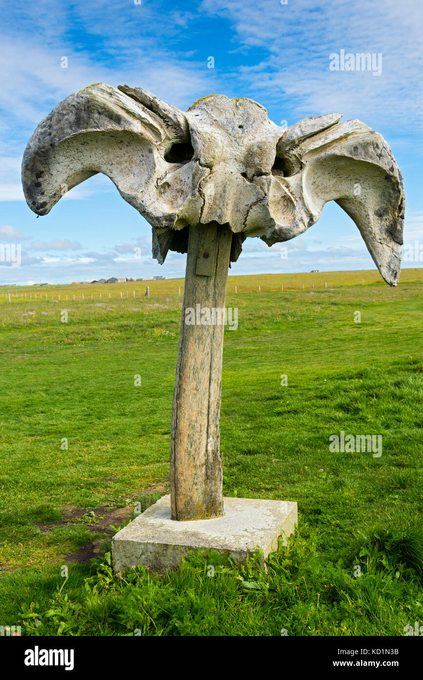 Walknochen, hier möglicherweise als Fischerstab, im späten 19. Jahrhundert platziert. Skipi Geo, in der Nähe von Birsay, Orkney Mainland, Schottland, Großbritannien. Stockfoto