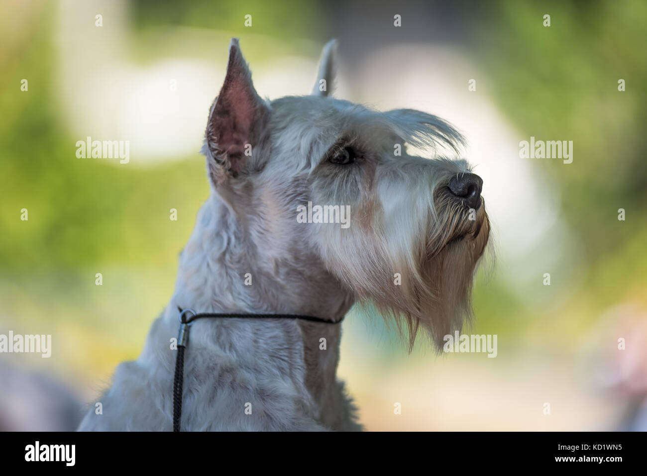 Eine kleine weiße Salz Zwergschnauzer Hund bereit für zeigen