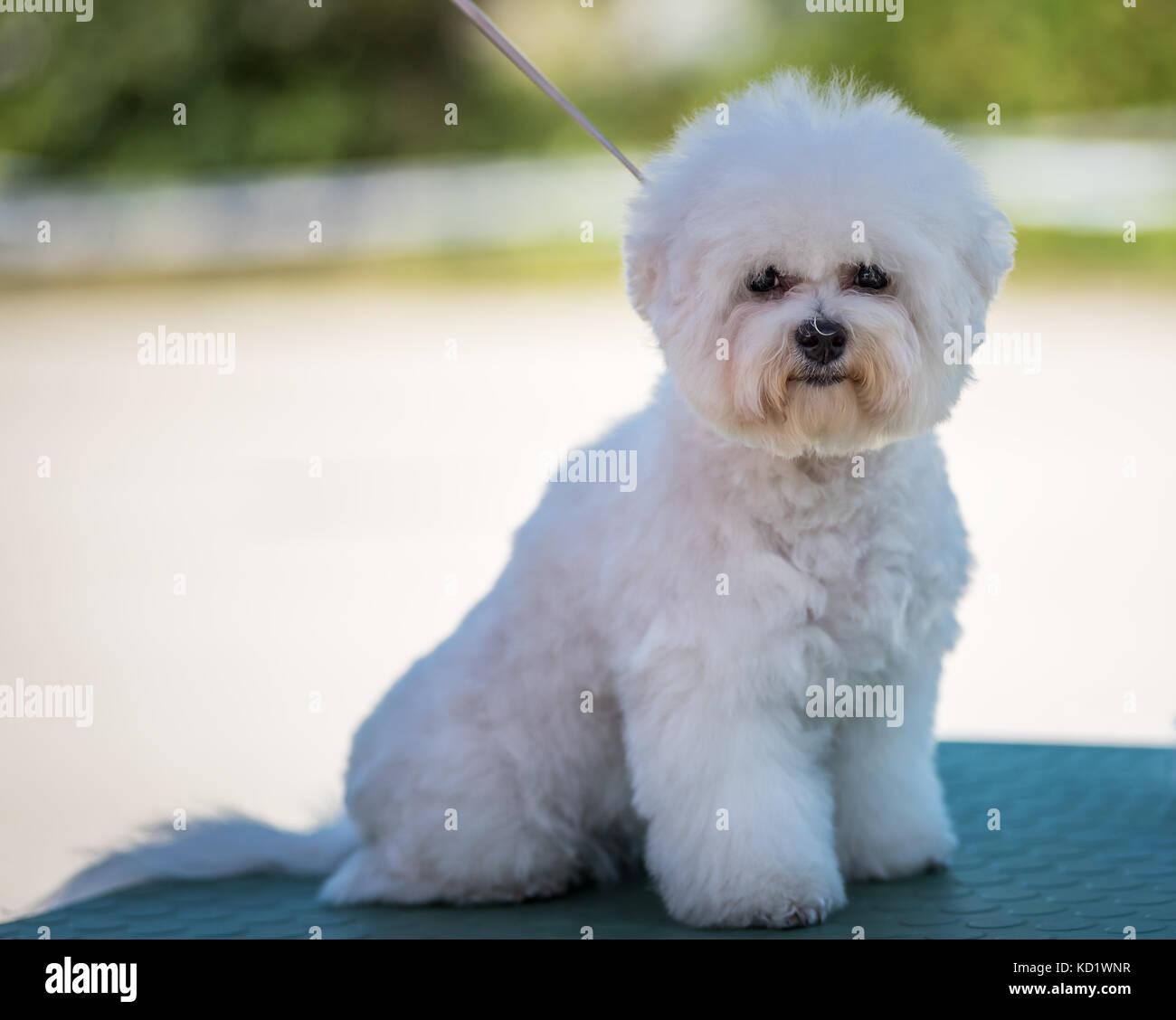 Ein kleiner Hund Bichon Frise mit einem weißen Mantel bereit für zeigen Stockfoto