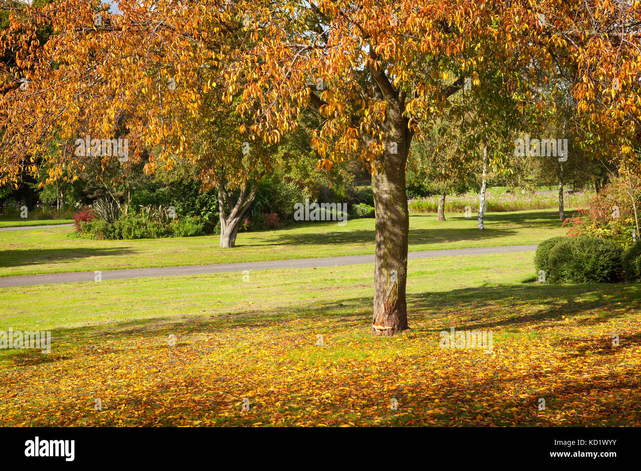 Kingsway Gärten, Scunthorpe, North Lincolnshire. Oktober 2017. Stockfoto