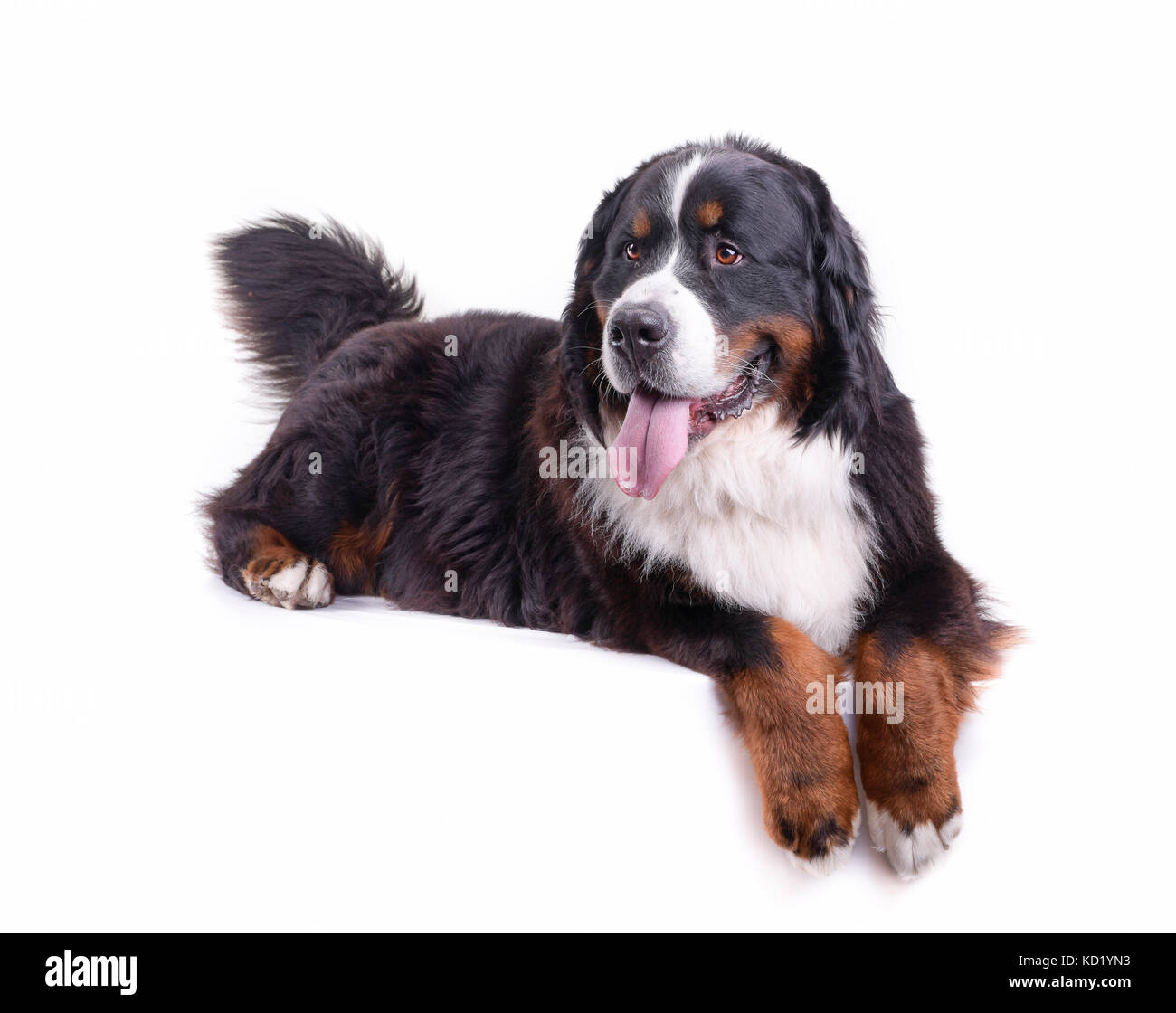 Berner Sennenhund vor weißem Hintergrund studio Stockfoto