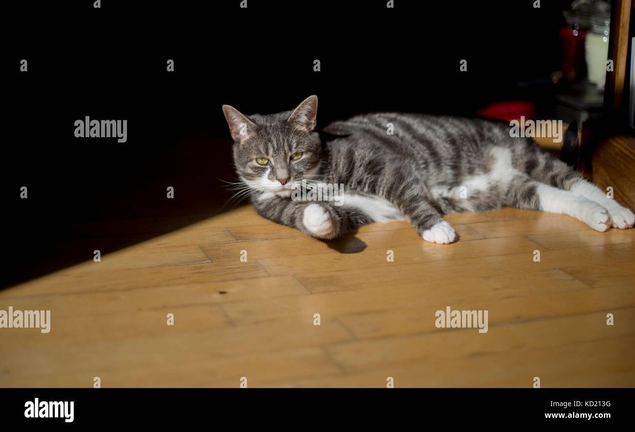entspannte Katze Stockfoto