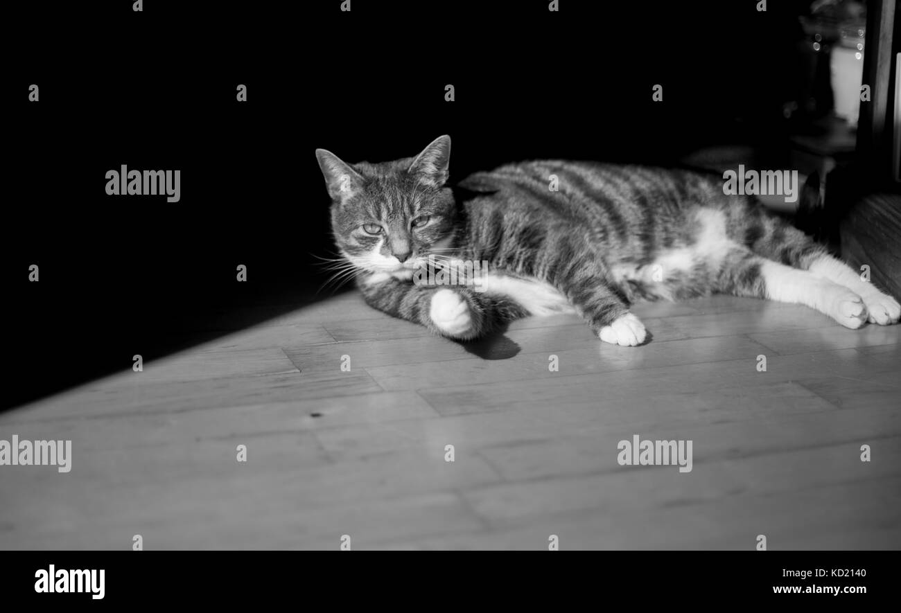 entspannte Katze Stockfoto