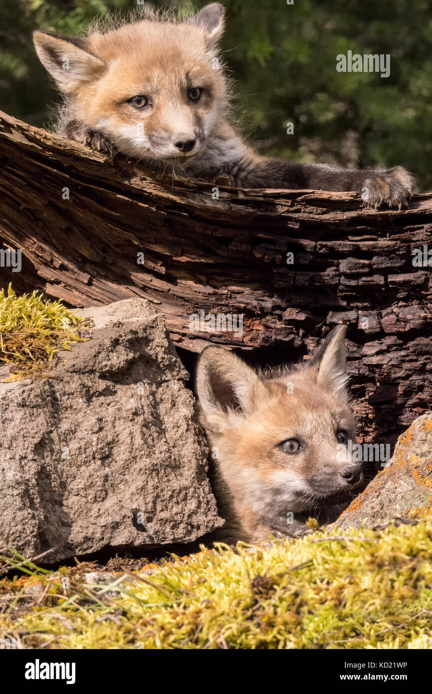 Zwei Red Fox Kits in der Nähe der Eingang in die Höhle, in der Nähe von Bozeman, Montana, USA. Captive Tier. Stockfoto