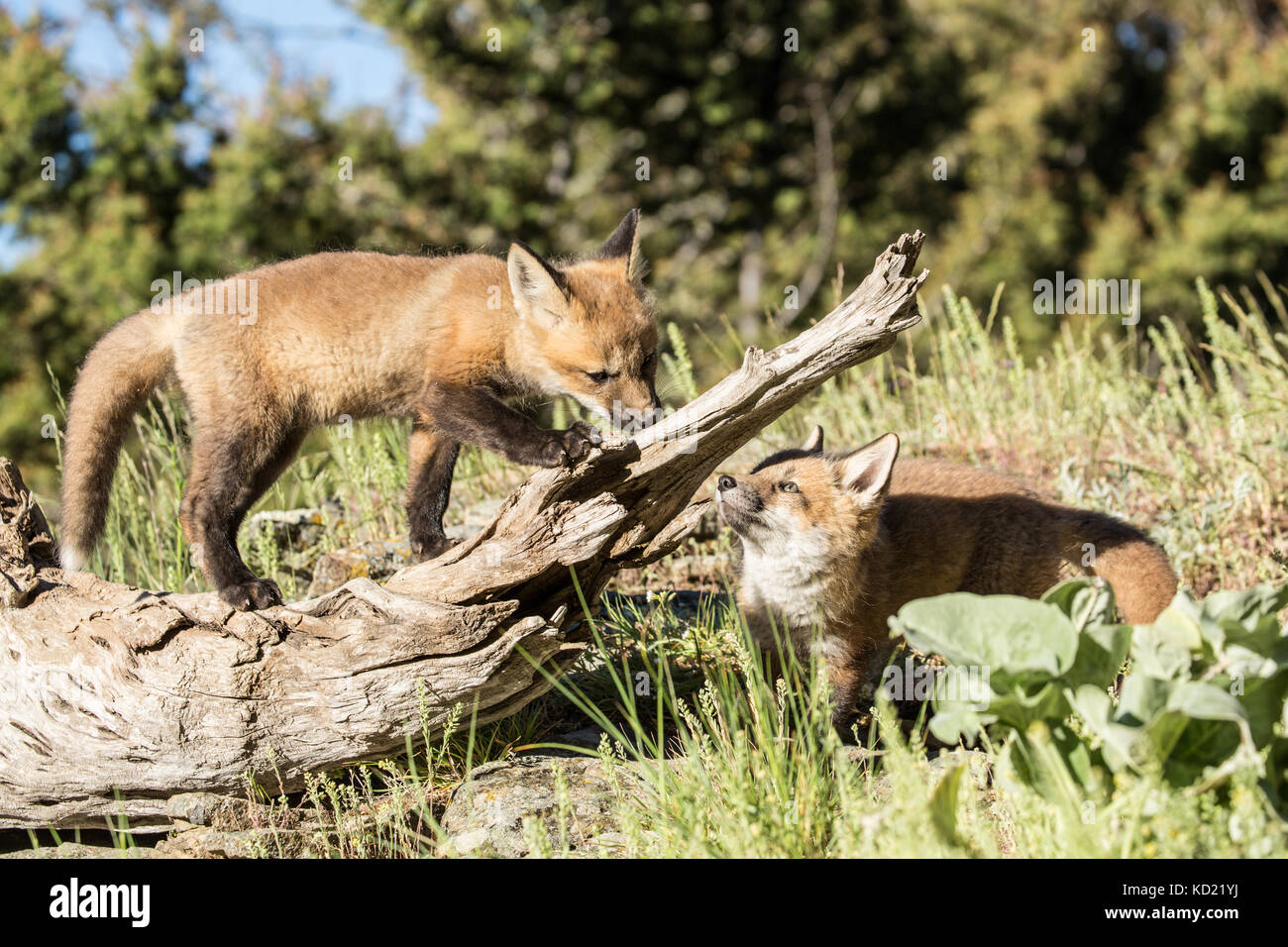 Red Fox Kits in der Nähe von Bozeman, Montana, USA. Captive Tier. Stockfoto