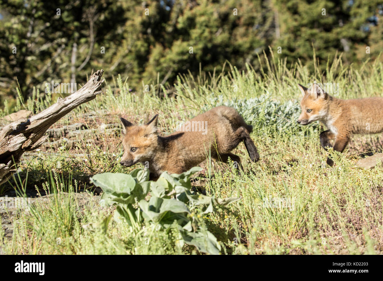 Red Fox kits erkunden die Wiese in der Nähe ihrer Höhle, in der Nähe von Bozeman, Montana, USA. Captive Tier. Stockfoto