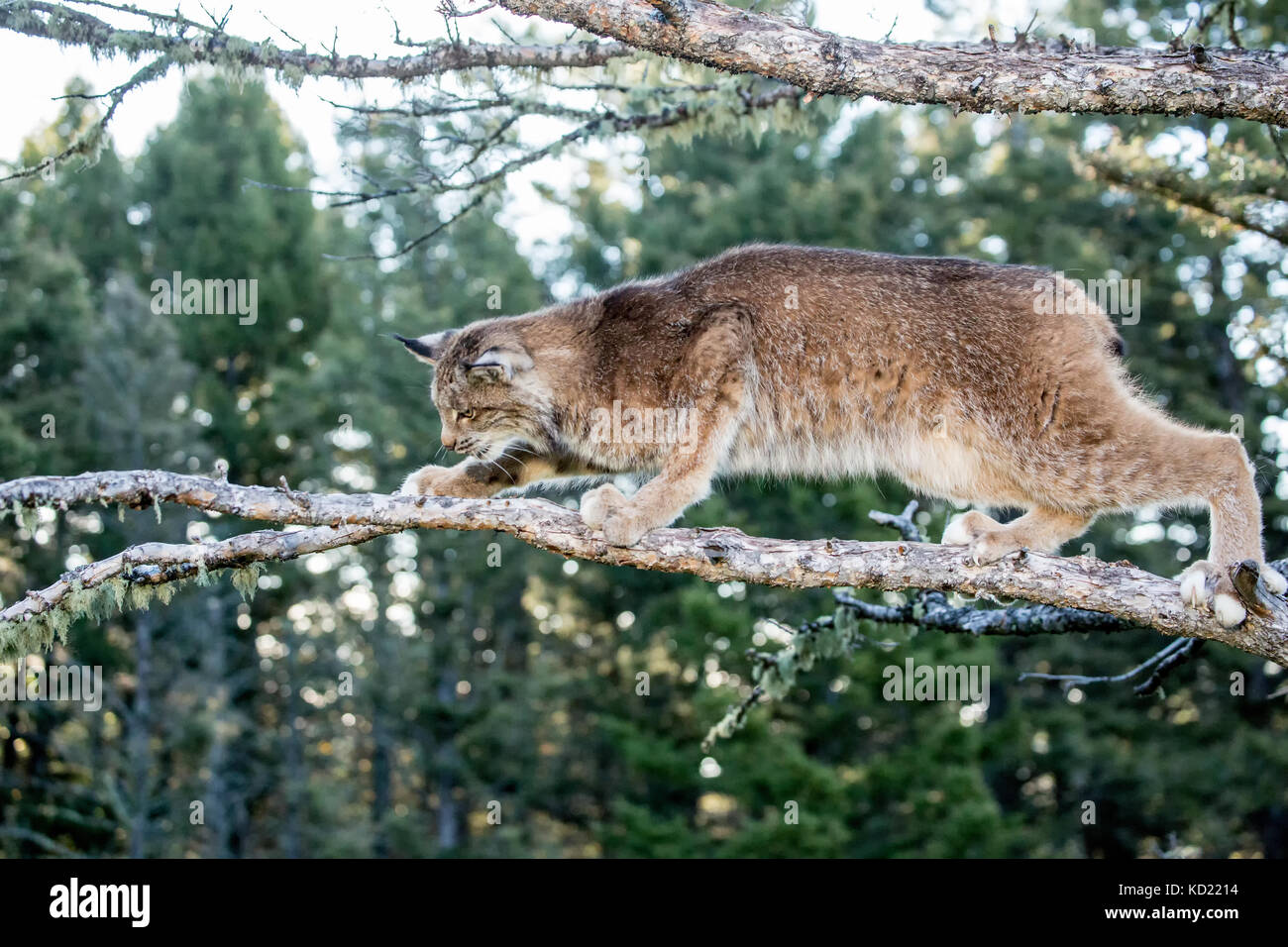 Nach Kanada Lynx klettern auf einem Zweig in der Nähe von Bozeman, Montana, USA. Captive Tier. Stockfoto